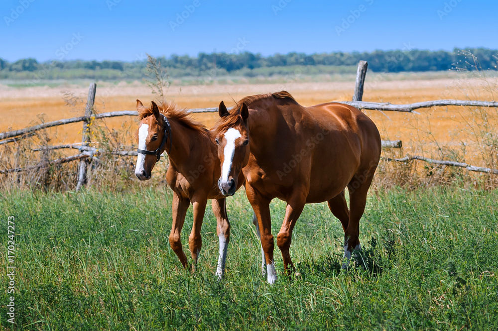 A mare with a foal in a meadow. Horses graze on pasture. Farm animals. Summertime