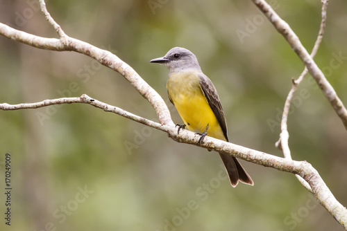 Suiriri (Tyrannus melancholicus) | Tropical Kingbird photographed in Linhares, Espírito Santo - Southeast of Brazil. Atlantic Forest Biome.