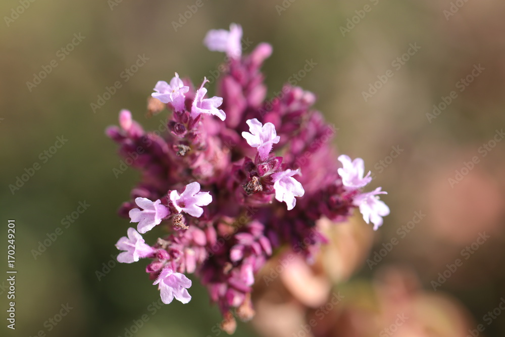Detailaufnahme von Blüten des echten Thymians Detailaufnahme von Blüten des echten Thymians
