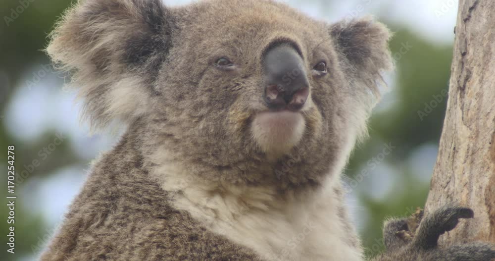 Koala native Australian Marsupial sleeping in tree Koala native Australian Marsupial sleeping in tree