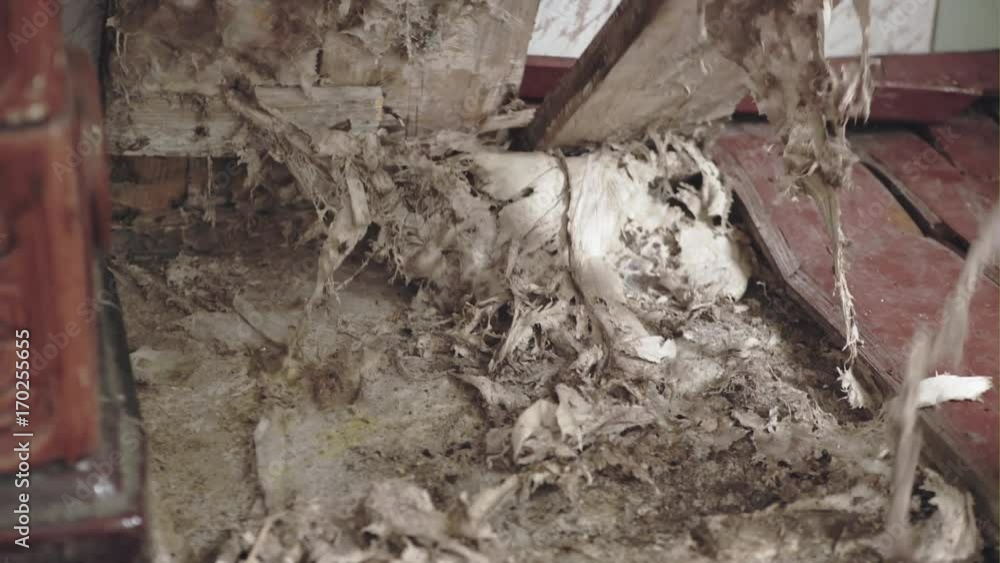 Replacement of mold floor fungus. Large and terrible colonies of the fungus under the floor in the room. Replacement of mold floor fungus. Large and terrible colonies of the fungus under the floor in the room.