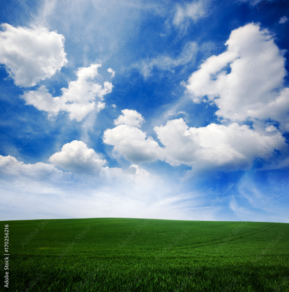 Green grass lawn and blue cloudy sky Green grass lawn and blue cloudy sky