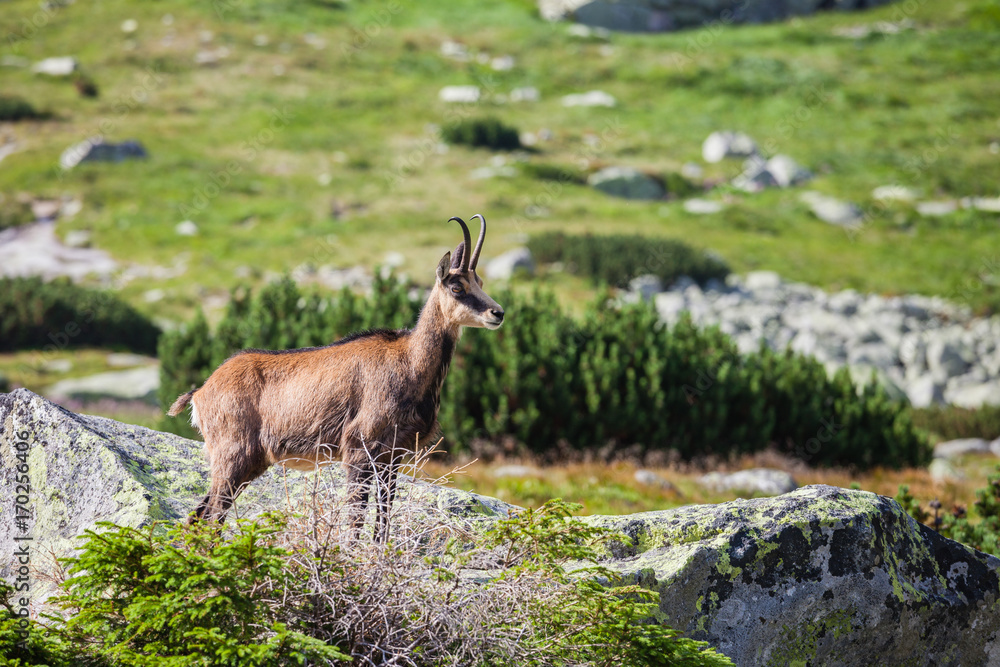 Male chamois at the mountain hill Male chamois at the mountain hill