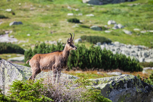 Male chamois at the mountain hill