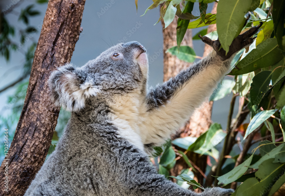 Obraz premium Koala bear climbing gum tree and looking for food