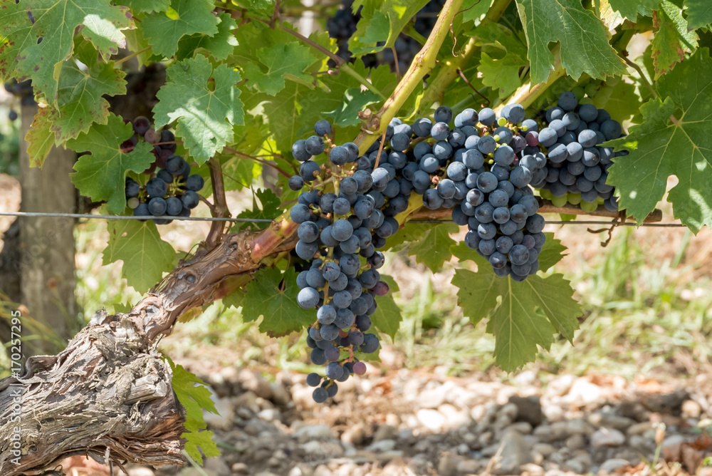 Vignes et raisin du Médoc, près de Bordeaux (France) Vignes et raisin du Médoc, près de Bordeaux (France)