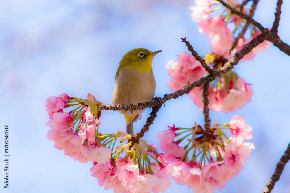 Fototapeta premium The Japanese White-eye.The background is cherry blossoms. Located in Tokyo Prefecture Japan.