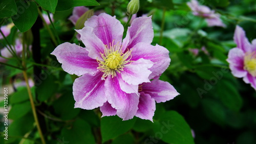 clematis piilu purple white