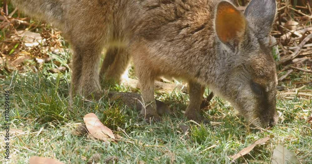 Red-necked wallaby, Bennett's wallaby macropod marsupial of Australia Red-necked wallaby, Bennett's wallaby macropod marsupial of Australia