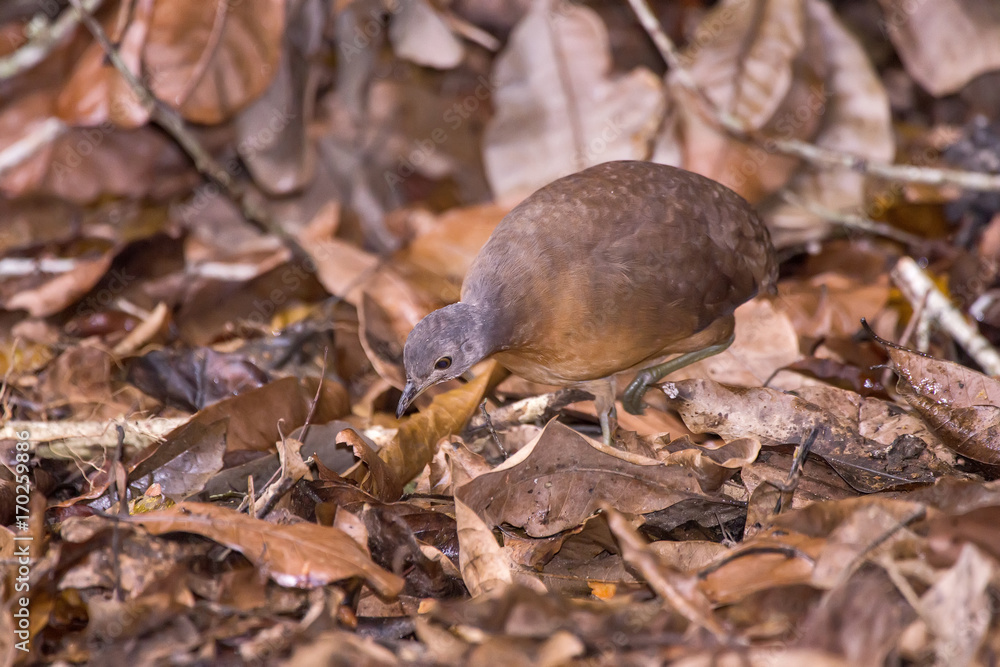 Obraz premium Tururim (Crypturellus soui) | Little Tinamou photographed in Linhares, Espírito Santo - Southeast of Brazil. Atlantic Forest Biome.