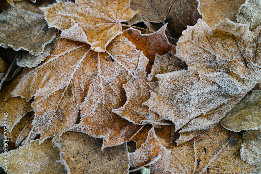 leaves covered with hoarfrost