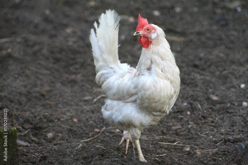 Fototapeta premium Henne