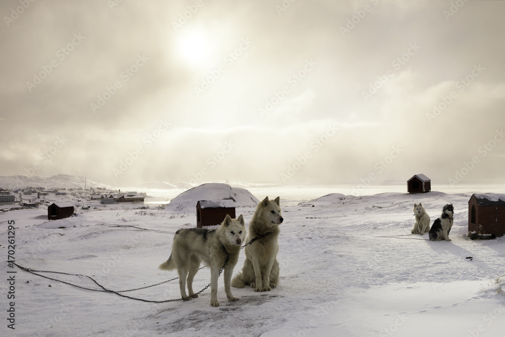 Naklejka premium Dogsled of Greenland
