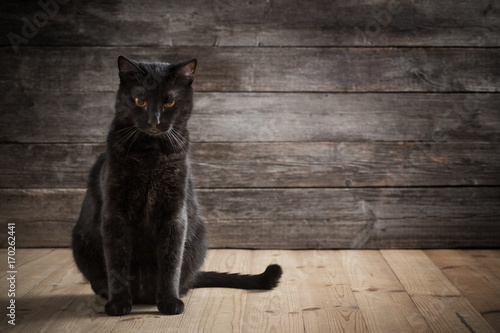 Fotografering black cat on wooden background