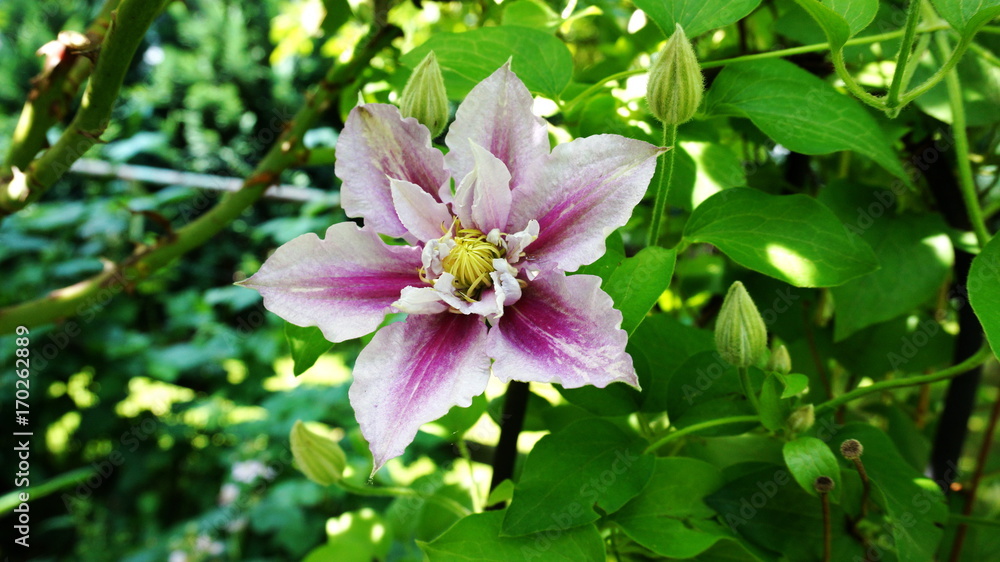 Clematis Piilu Clematis Piilu