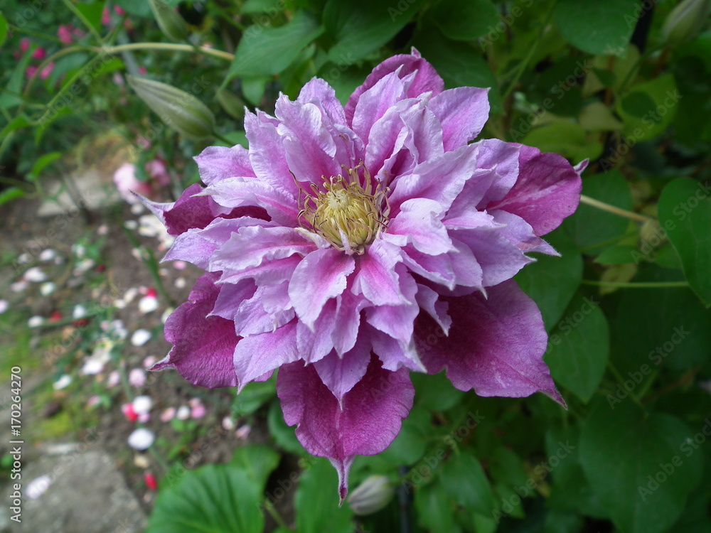 Fototapeta premium clematis piilu purple white