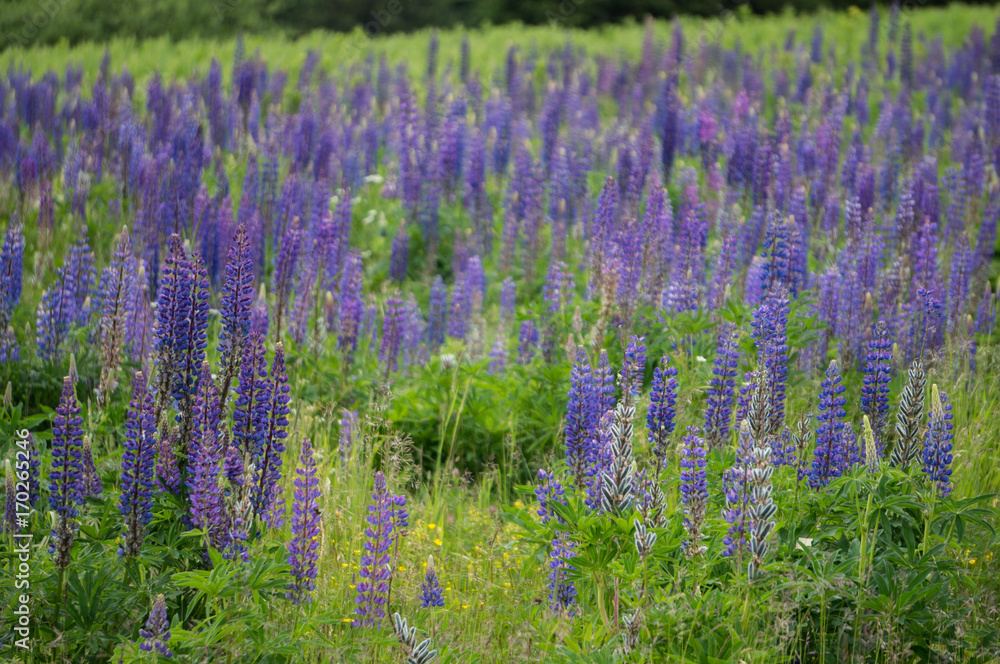 Fototapeta premium Field of Lupine in the Alps