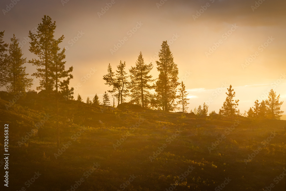 Fototapeta premium Golden hour in Lapland forest in Finland