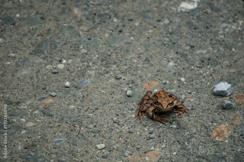 Brown frog on a dirt road