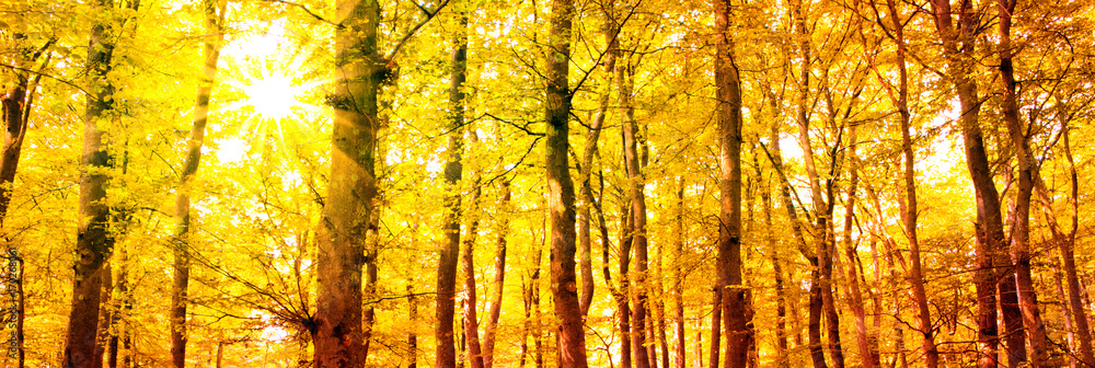 Fototapeta premium Autumn forest with sun beam.
