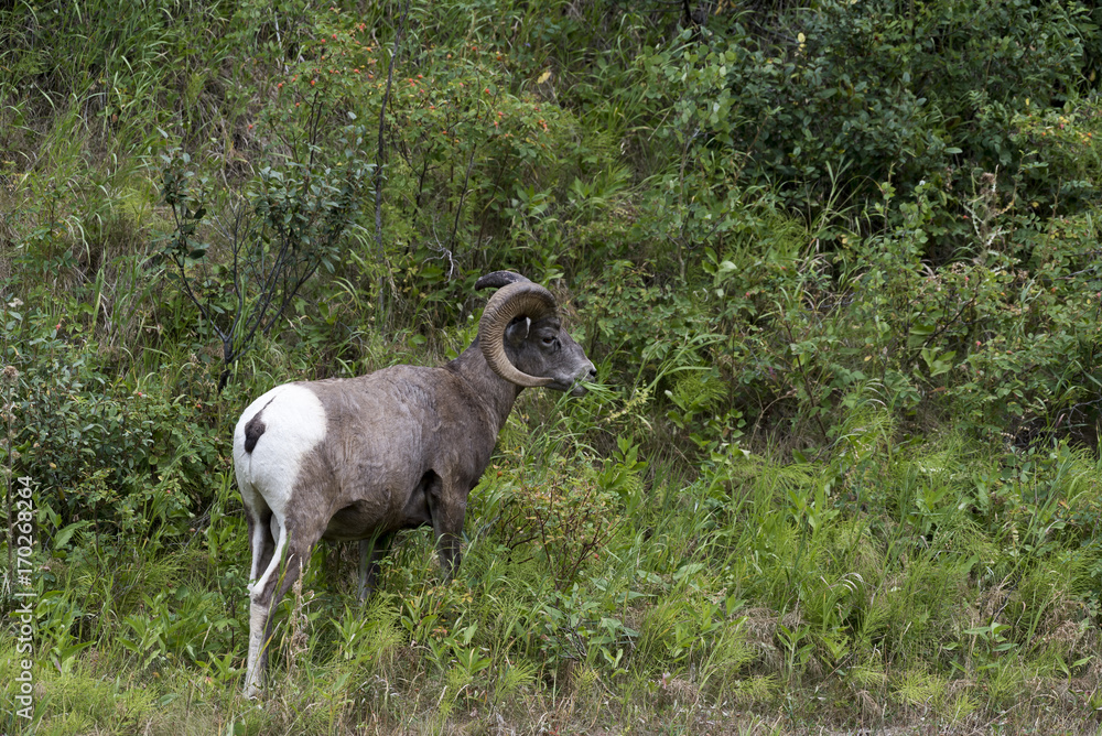Naklejka premium Rocky Mountain Sheep