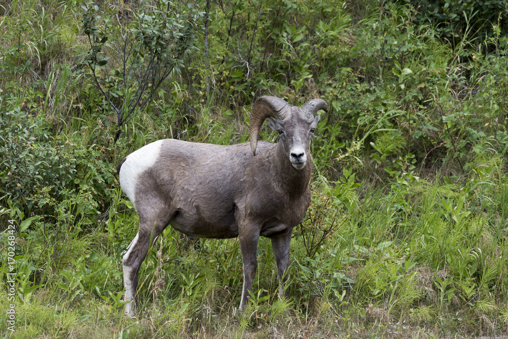 Rocky Mountain Sheep