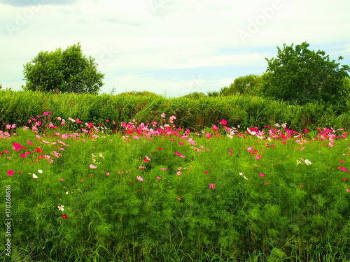 Wallpaper Mural コスモス咲く風景 Torontodigital.ca