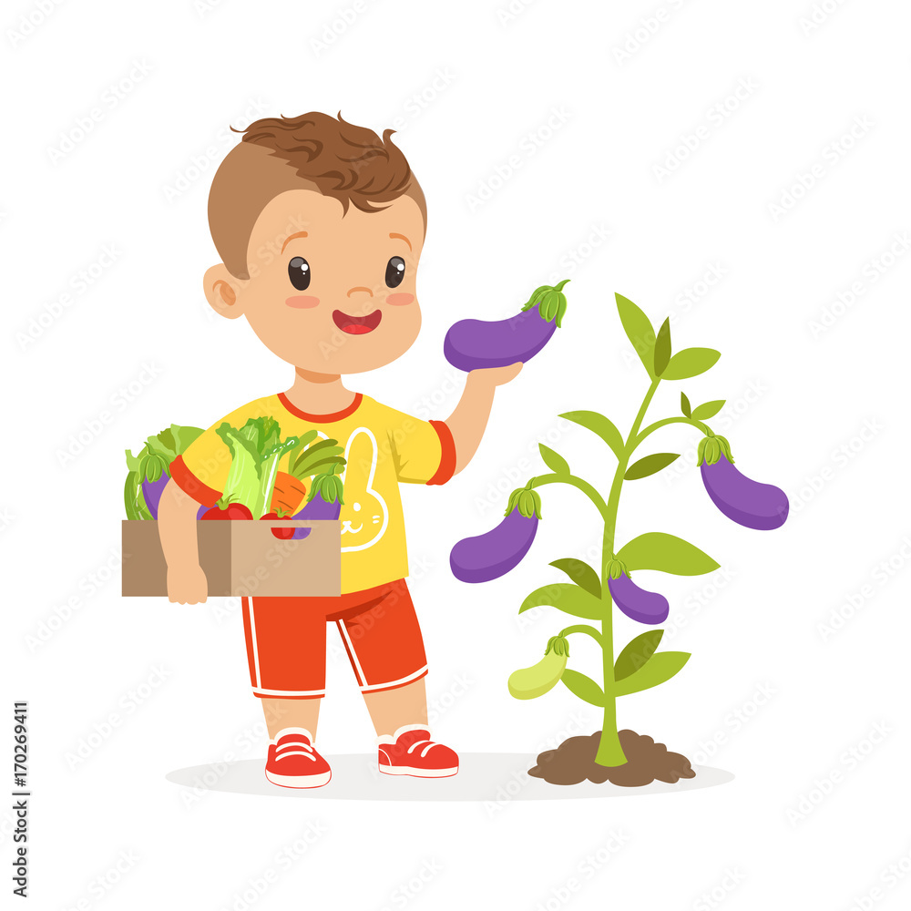 Cute little boy picking eggplants in the garden, kids healthy food concept colorful vector Illustration Cute little boy picking eggplants in the garden, kids healthy food concept colorful vector Illustration