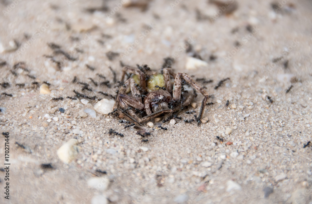 Large spider carcass being devoured by small black ants