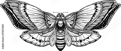 Fotografie, Obraz black and white deadhead butterfly doodle illustration