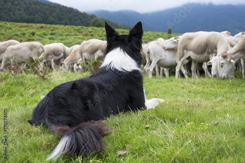 Fotografia border collie surveillant un troupeau de moutons