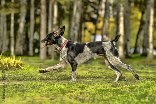 Running Drahthaar hunting dog photo