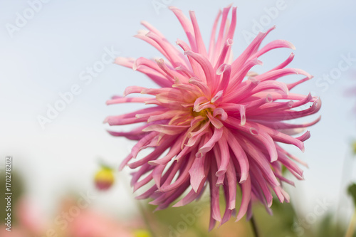 Fototapeta Naklejka Na Ścianę i Meble -  pink acutifoliate dahlia  flower has blossomed in garden