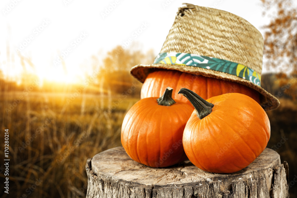 autumn decoration of pumpkin 