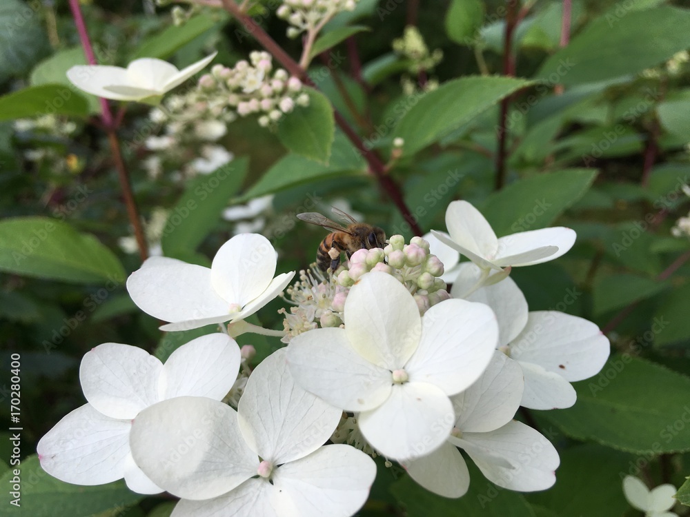 White flowers White flowers