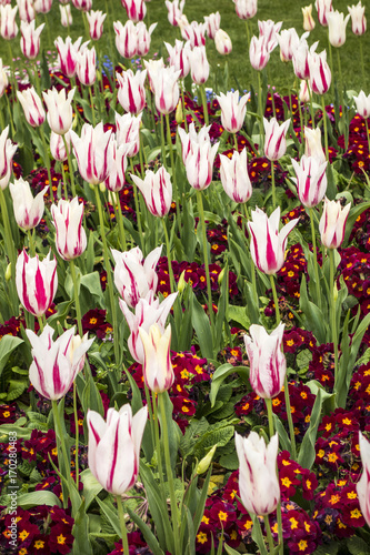 beautiful tulips in Jephson Gardens in Leamington Spa photo