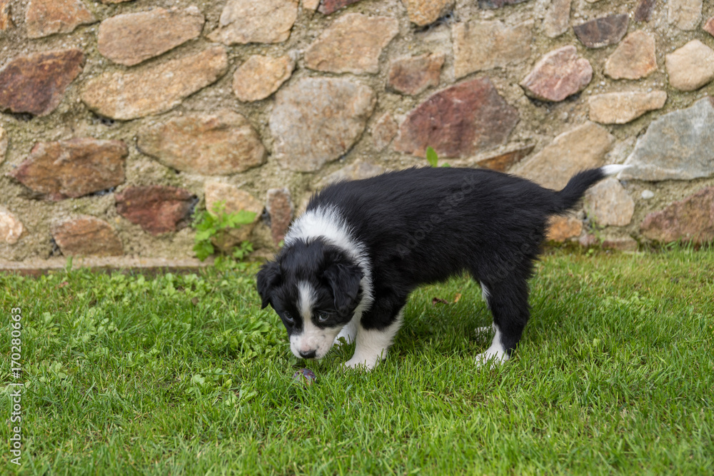 schwarzes Hundebaby blickt neugierig schwarzes Hundebaby blickt neugierig
