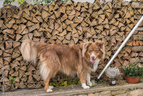 brauner Hund steht auf Gartenmauer © alho007