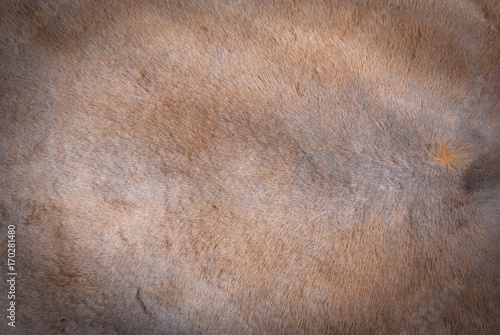 Real luxury kangaroo fur texture background