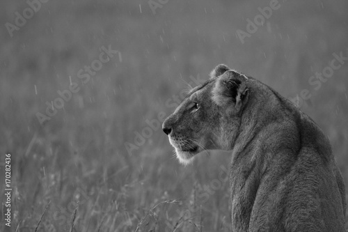 Lioness in rain - Masai Mara