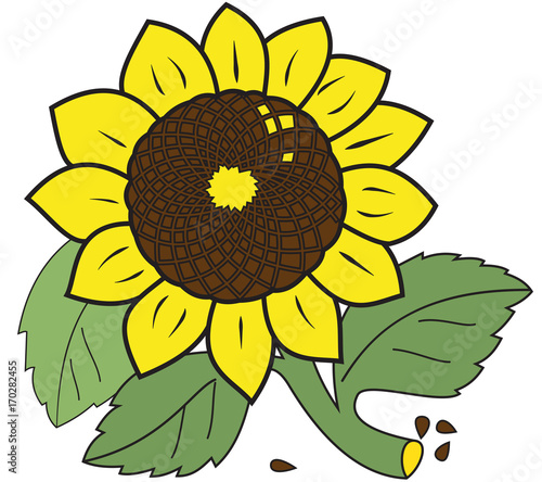 Large ripe sunflower