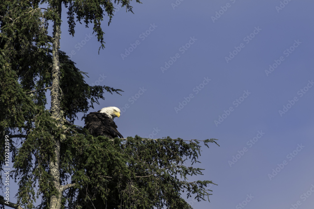 Weißkopfseeadler Weißkopfseeadler