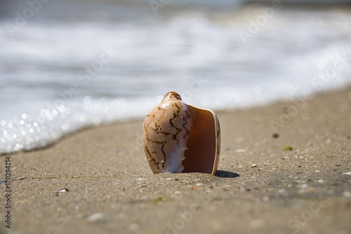 The sea shell lies on the seashore and is washed by the water of the surf