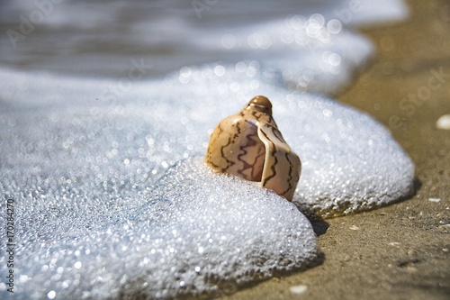 The sea shell lies on the seashore and is washed by the water of the surf photo