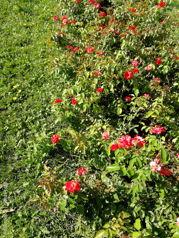 red rose garden and lawn red rose garden and lawn