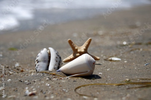 composition of a starfish and shells on the shore of the tropical sea near the water