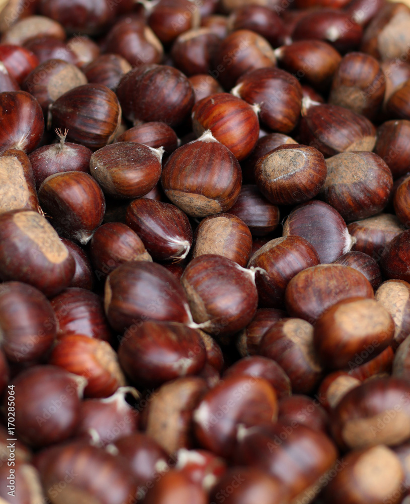 Heap of fruits of Castanea sativa collected in the wood in autumn Heap of fruits of Castanea sativa collected in the wood in autumn