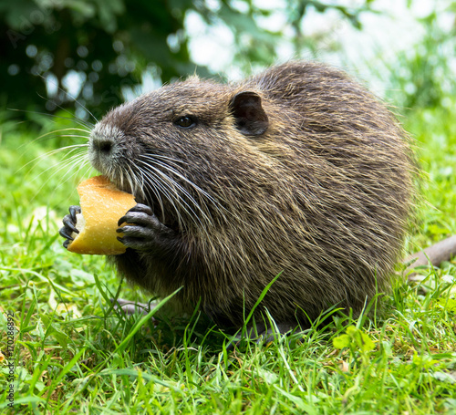 Nutria Jungtier photo