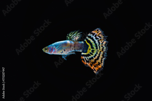 Colorful male guppy isolated on black background