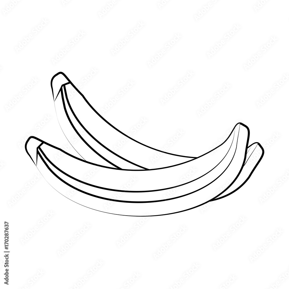 Sweet bananas fruit icon vector illustration graphic design Sweet bananas fruit icon vector illustration graphic design